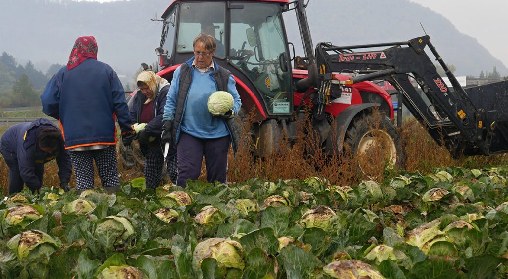 Átláthatatlan és nem effektív a mezőgazdasági támogatások elosztása