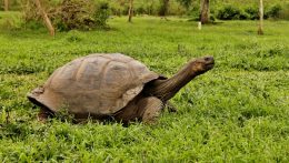 Vizsgálatot indítottak négy galápagosi óriásteknős megölése miatt Ecuadorban