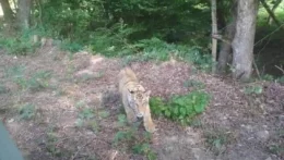 Tigris kóborol a szlovák-ukrán határon