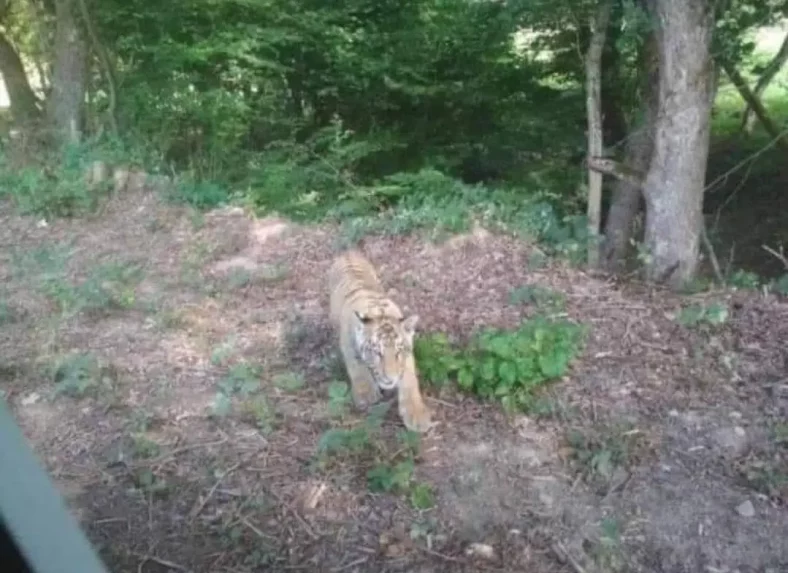 Tigris kóborol a szlovák-ukrán határon