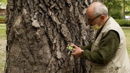 Akusztikus tomográffal méri fel a területén található fák állapotát Léva városa