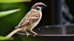 Madárvédelem a természetben, a kertünkben, a balkonon