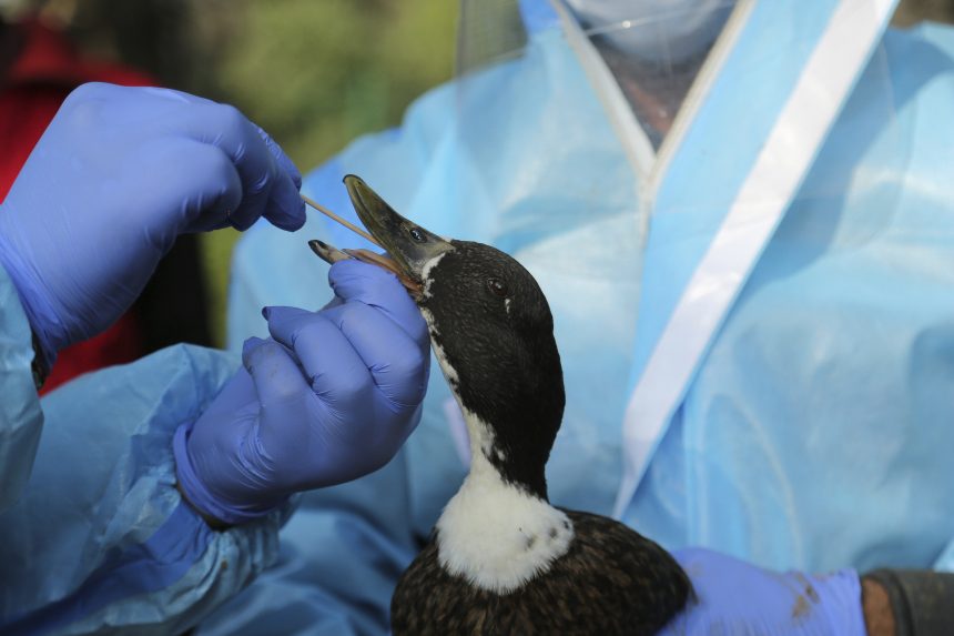 A madárinfluenza emberre való átterjedésének kockázata alacsony