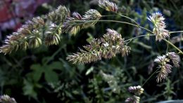 Szlovákiában is elérhető egy újfajta terápia allergiásoknak