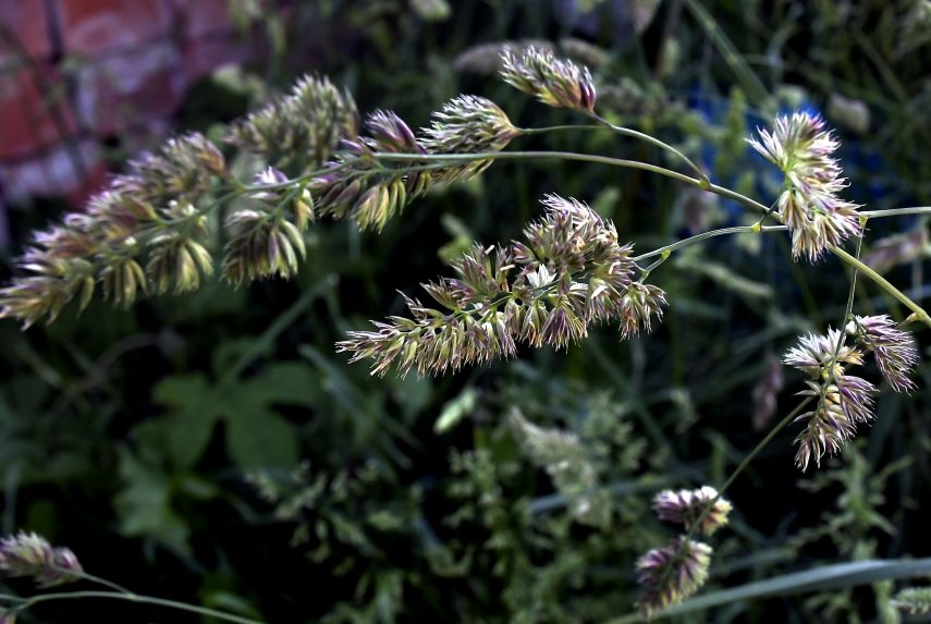 Szlovákiában is elérhető egy újfajta terápia allergiásoknak