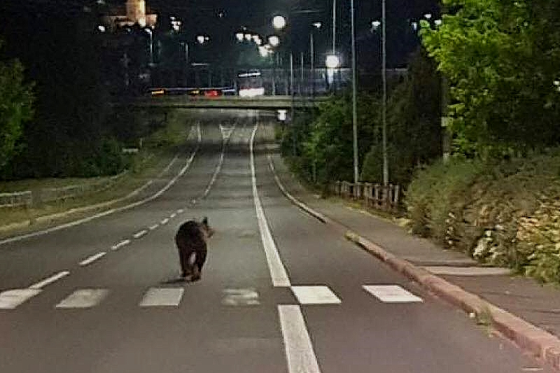 200 ezer eurós támogatást igényelhetnek a települések, ahol medvék okozhatnak károkat