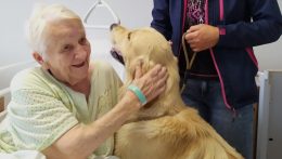 Golden retriever segíti a betegek gyógyulását a komáromi kórházban