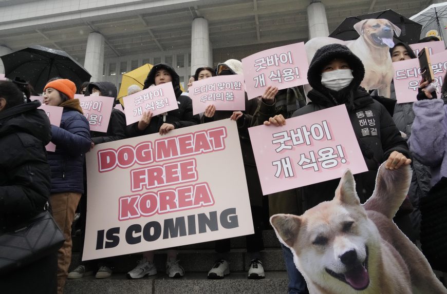 Dél-Koreában a parlament elfogadta a kutyahús-kereskedelem betiltásáról szóló törvényt