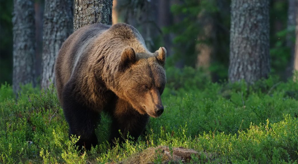 Továbbra sincs szabályozás a barnamedvék populáció kontrollja kapcsán