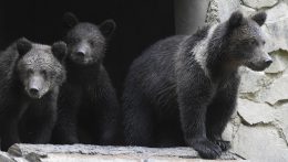 Szakmai szempontból nem megfelelő a medvék elleni törvényjavaslat