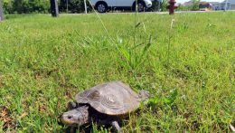 A tőrösdarazsaktól a teknősökön át a madárfiókákig