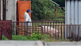 A száj- és körömfájás után most a sertéspestis ütötte fel a fejét