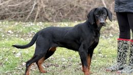 OZ Dog Azyl: A menhelyek állami támogatása semmire sem elég, ennek ellenére örülünk neki
