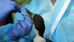Nő a madárinfluenza-veszély Csehországban