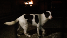 A háziállatok védelmére hívják fel a figyelmet szilveszterkor az állatvédők