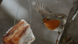 Rekordszámú madarat számláltak a hétvégén Szlovákiában