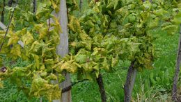 Tizenkét járásban érvényes karantén a szőlő aranyszínű sárgasága miatt