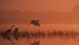 Miért telelnek nálunk a nagykócsagok?