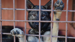 A konszolidáció miatt még kóbor állatból is több van
