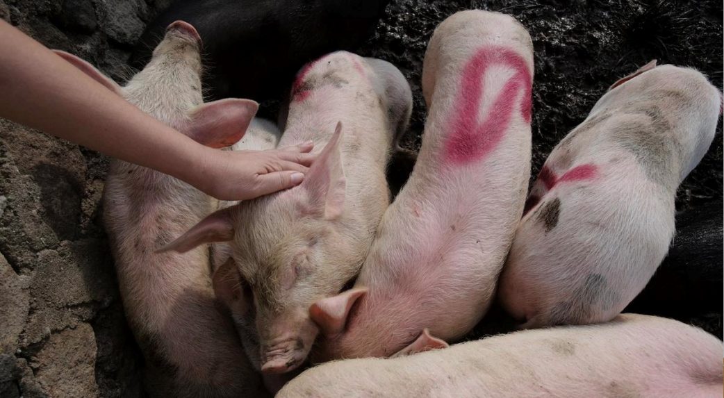 Újabb afrikai sertéspestis-esetek Szlovákiában