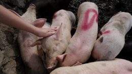 Újabb afrikai sertéspestis-esetek Szlovákiában