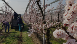 A gyümölcsfák tavaszi gondozása