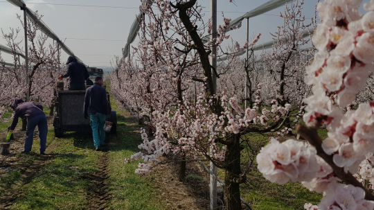 A gyümölcsfák tavaszi gondozása