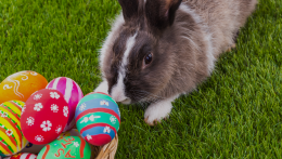 Ne ajándékozzunk Húsvétkor élő kisállatot, figyelmeztet a nyúlmentő