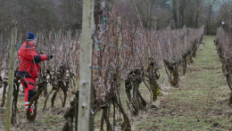 Már több mint 100 hektár szőlőültetvényt kellett felszámolni