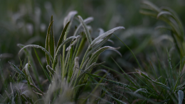 A mezőgazdaságot fenyegetik az áprilisi mínuszok Szlovákiában