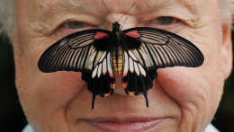 Százéves a természet hangja: David Attenborough jubileuma