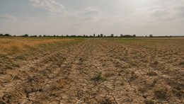 A szárazság miatt a kavicsosabb talajon vetett kukoricának sok helyen vége